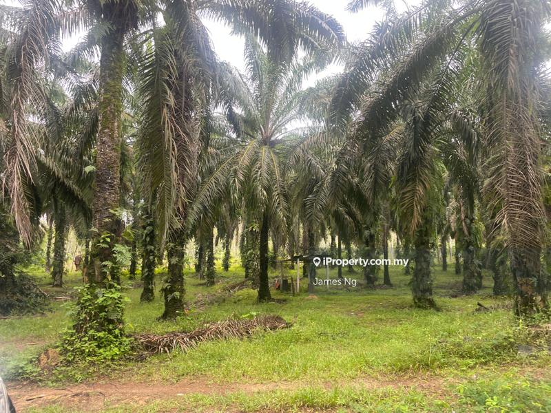 Tanah Pertanian untuk Dijual di KAMPUNG BATU 36, Pelangai oleh James Ng - iProperty.com.my