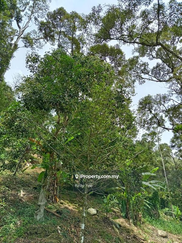 Tanah Pertanian untuk Dijual di Mengkuang Dam Orchard Farm for Sale, Bukit Mertajam oleh Kelly Yee - iProperty.com.my