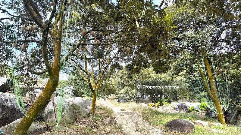 For Sale - 18.4 acres durian orchard in Sg Klau