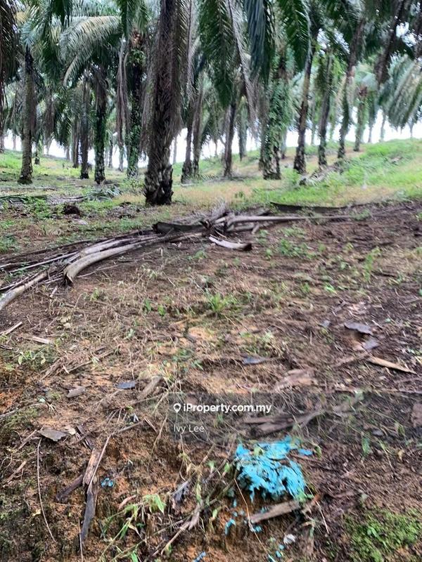 Agricultural Land for Sale in Senai, Johor by Ivy Lee - iProperty.com.my