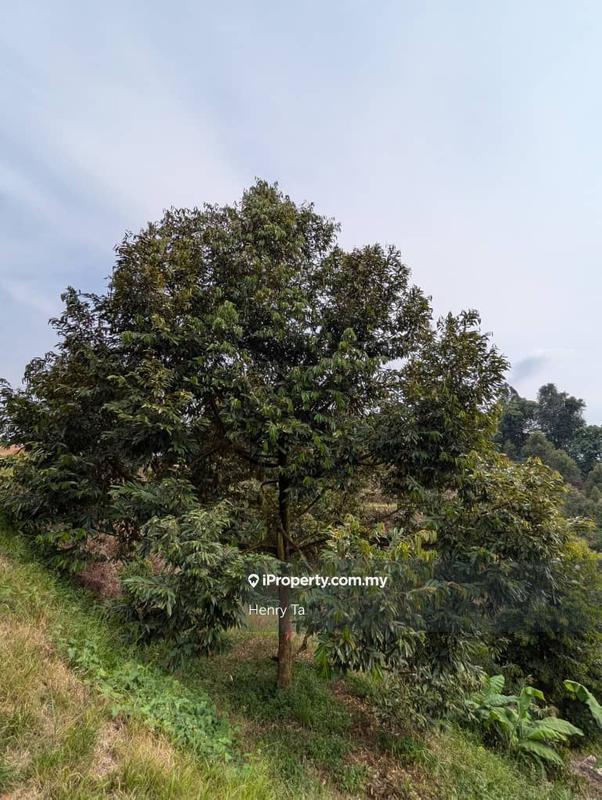 Agricultural Land for Sale in Bandar Baru Kuala Lipis, Kuala Lipis by Henry Ta - iProperty.com.my