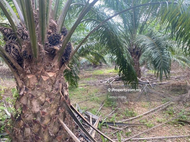 Agricultural Land for Sale in Jemeluang, Mersing by Santo Wang - iProperty.com.my