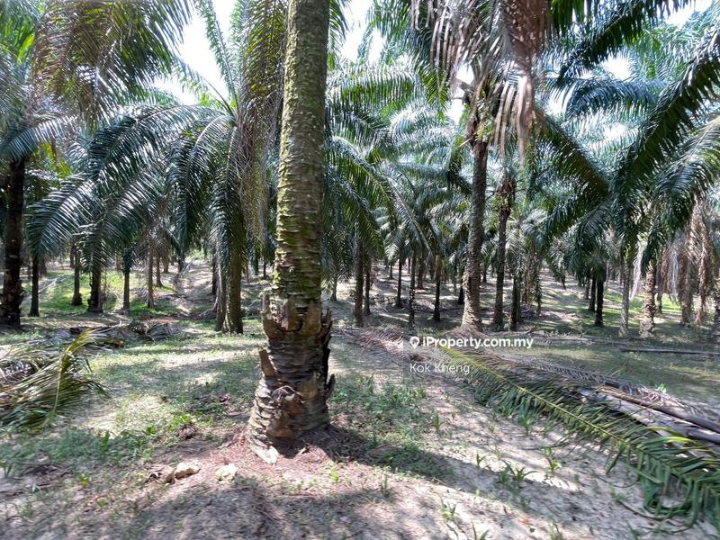 Agricultural Land for Sale in Ayer Paabas, Alor Gajah by Kok Kheng - iProperty.com.my