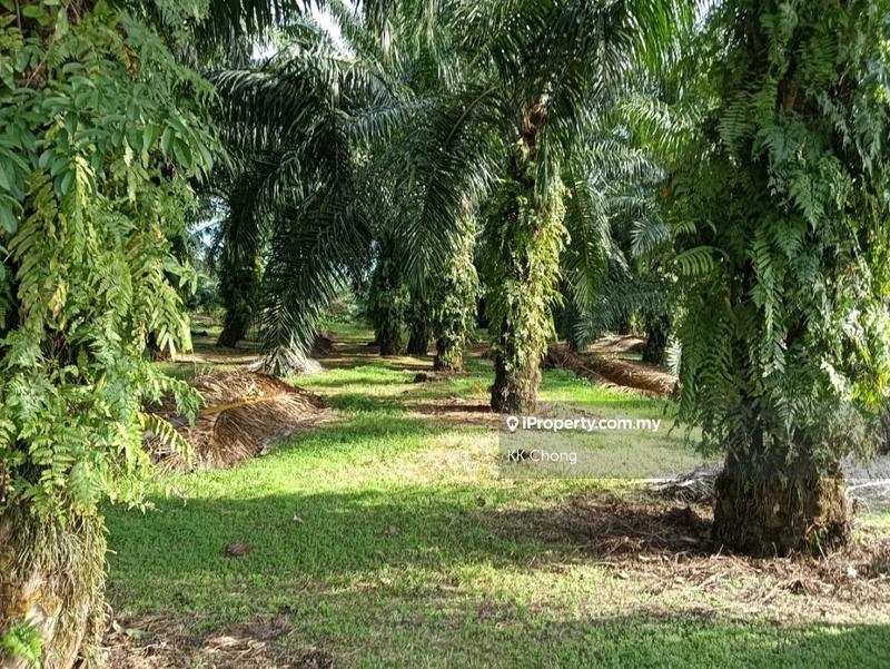Agricultural Land for Sale in Telok Panglima Garang, Jenjarom by KK Chong - iProperty.com.my
