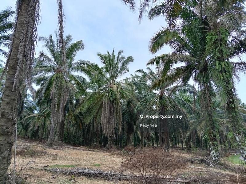 Tanah Pertanian untuk Dijual di Kampung Ladang Sempah, Sungai Jawi oleh Kelly Yee - iProperty.com.my