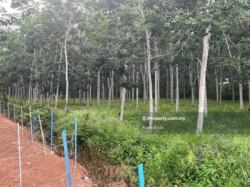 Agricultural Land for Sale in Asun, Jitra by Ruswahida - iProperty.com.my