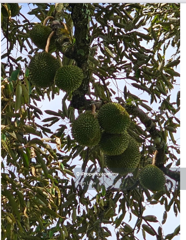 Agricultural Land for Sale in Hulu Langat, Selangor by Sean Liew - iProperty.com.my