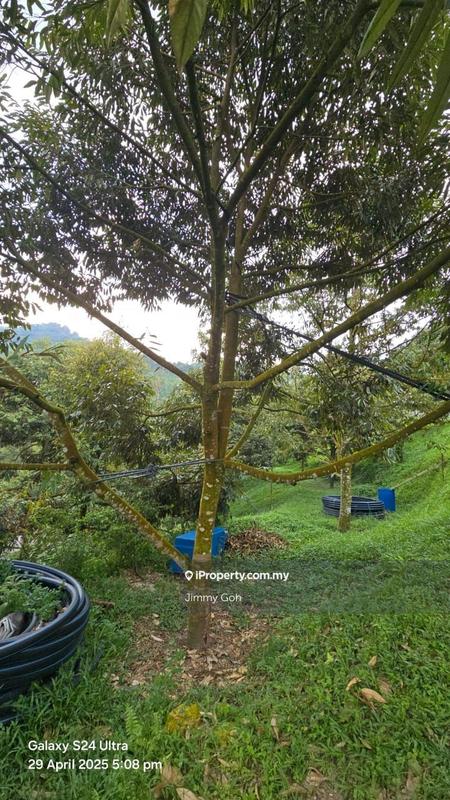 Tanah Pertanian untuk Dijual di Kampung Sungai Tekali, Hulu Langat oleh Jimmy Goh - iProperty.com.my