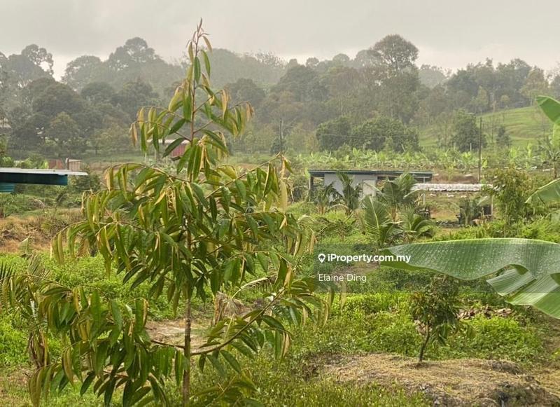 For Sale - 9.33 acres Durian Orchard @ Rantau Negeri Sembilan