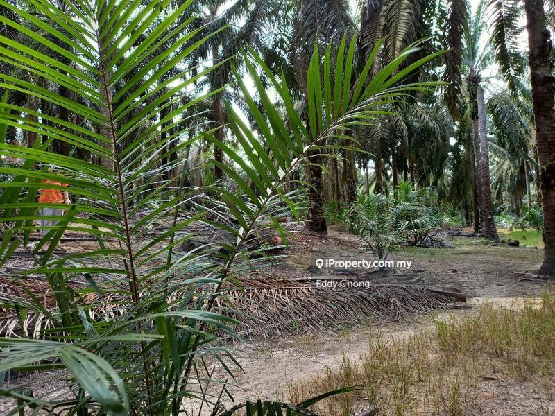 Tanah Pertanian untuk Dijual di Sri Lalang, Kluang oleh Eddy Chong - iProperty.com.my