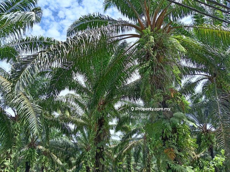 For Sale - Palm Oil Plantation @ Labu Besar, Kulim for Sale