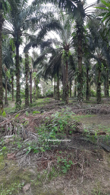 Agricultural Land for Sale in Jeram, Perak by Lily Chong - iProperty.com.my