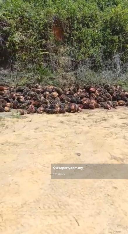 Tanah Pertanian untuk Dijual di Kelantan Gua Musang 18300 Ulu Nenggiri Bertam Blau, Ulu Nenggiri oleh CY Khoo - iProperty.com.my