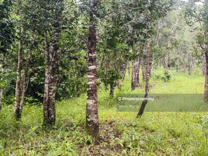 Tanah Pertanian untuk Dijual di Jalan Kota Bharu, Gua Musang, Kuala Krai, Kelantan, Gua Musang oleh Jason Wong - iProperty.com.my