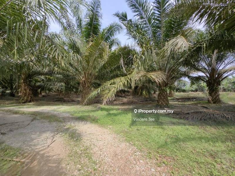 Agricultural Land for Sale in Kampung Tiram Buruk, Tanjong Karang by Vincent Tee - iProperty.com.my