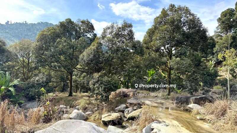 For Sale - 18.4 acres durian orchard in Sg Klau