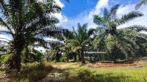 Tanah Pertanian untuk Dijual di Kuala Langat Agriculture Land, Banting oleh Ridian Tan - iProperty.com.my