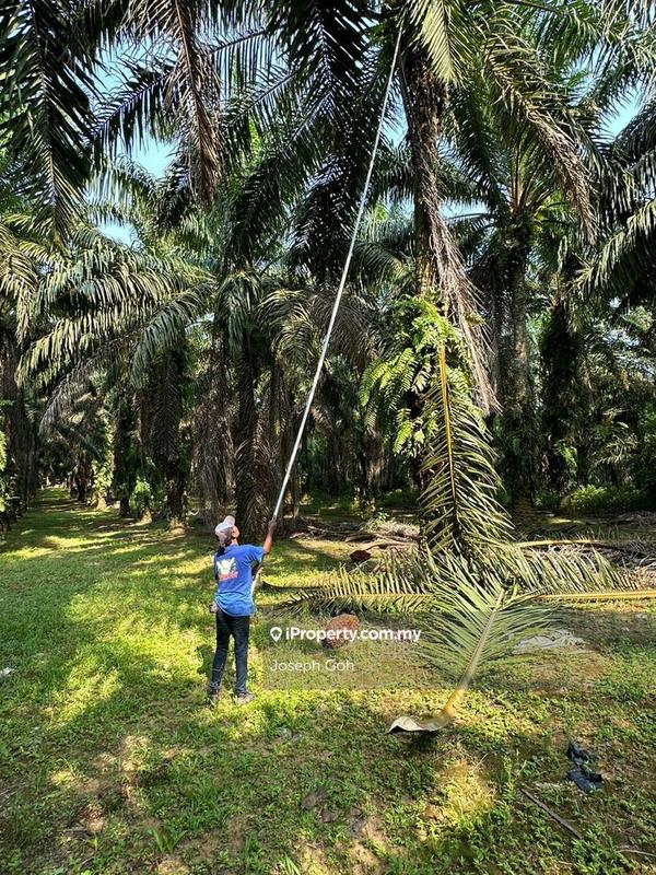 For Sale - Palm oil tree