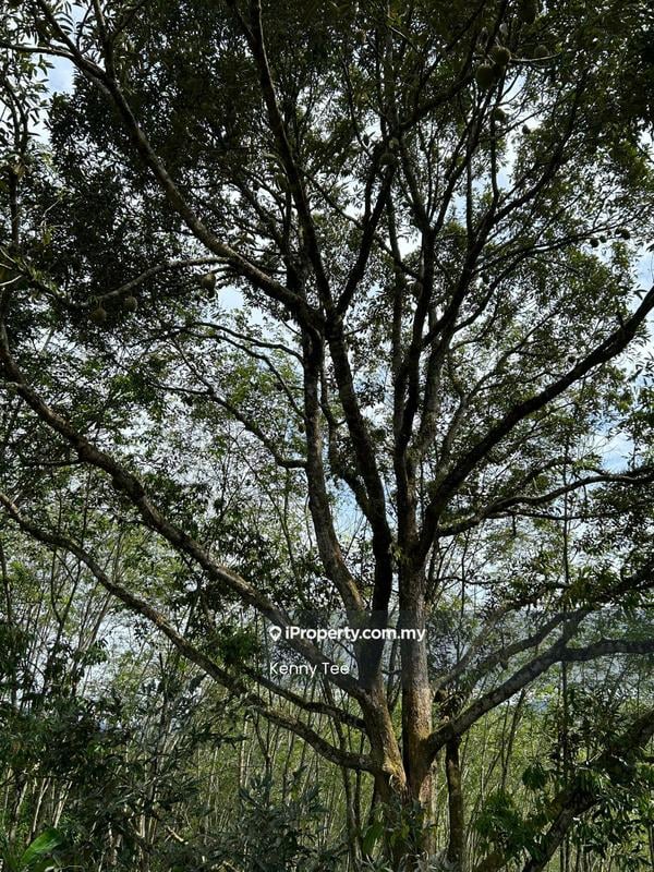 Tanah Pertanian untuk Dijual di Felda Titi, Titi oleh Kenny Tee - Exterior - iProperty.com.my