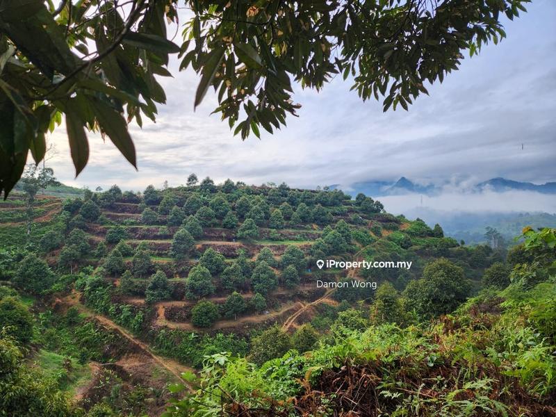 For Sale - Durian orchard