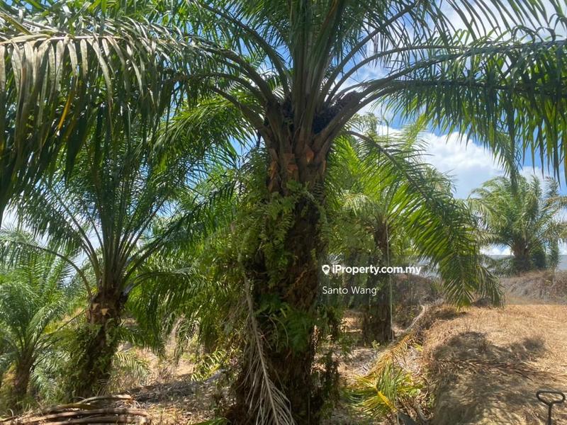 Agricultural Land for Sale in Jemeluang, Mersing by Santo Wang - iProperty.com.my