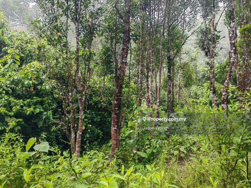 Tanah Pertanian untuk Dijual di Jalan Kota Bharu, Gua Musang, Kuala Krai, Kelantan, Gua Musang oleh Jason Wong - iProperty.com.my