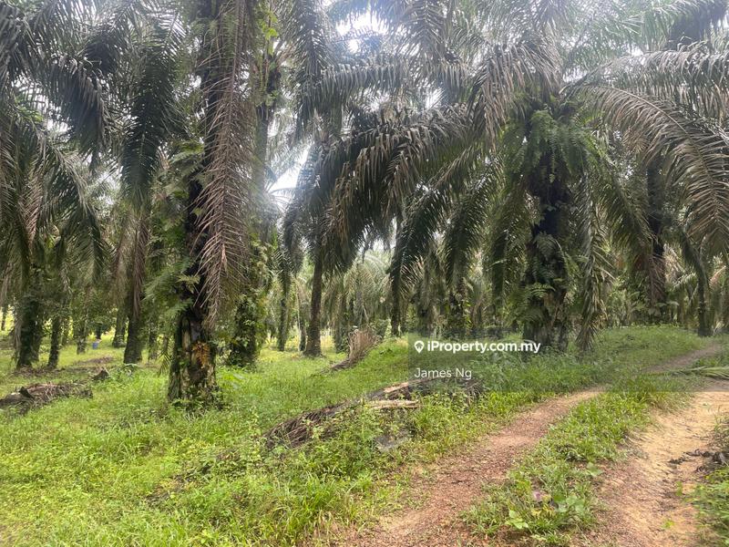Tanah Pertanian untuk Dijual di KAMPUNG BATU 36, Pelangai oleh James Ng - iProperty.com.my