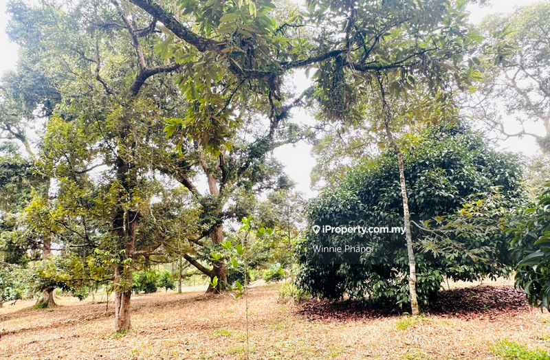 Agricultural Land for Sale in Road Side Bukit Lintang Ayer Molek Jasin, Ayer Molek by Winnie Phang - iProperty.com.my