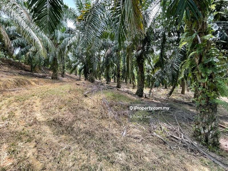 For Sale - Oil Palm Land