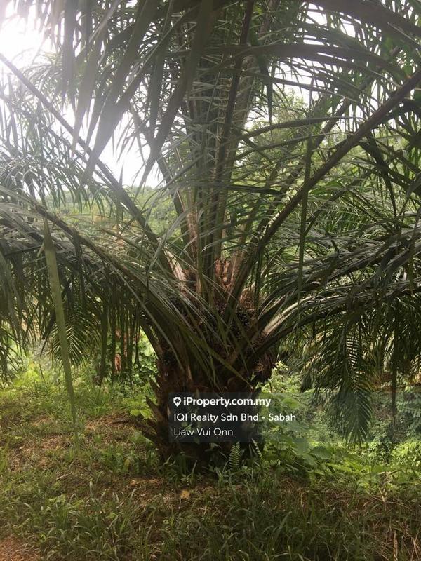 Tanah Pertanian untuk Dijual di Beaufort, Sabah oleh Liaw Vui Onn - iProperty.com.my