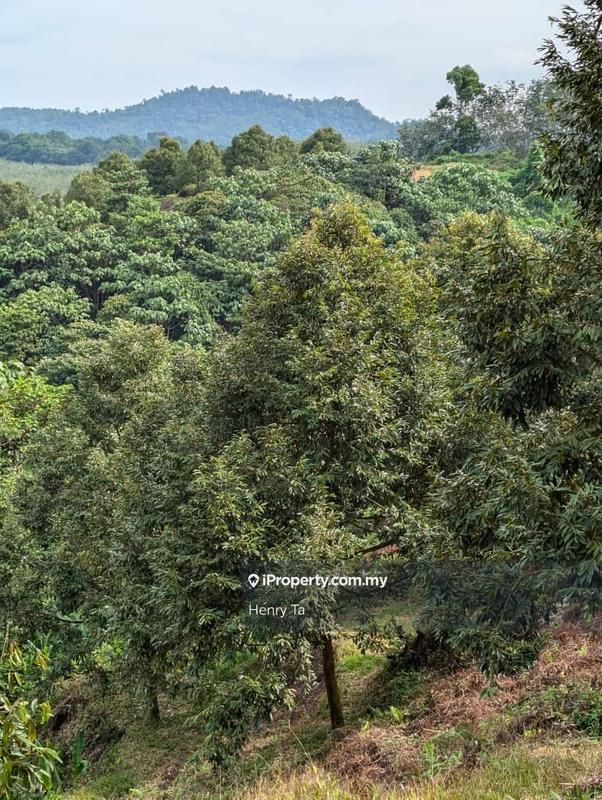 Agricultural Land for Sale in Bandar Baru Kuala Lipis, Kuala Lipis by Henry Ta - iProperty.com.my