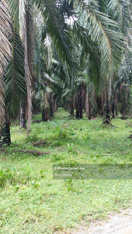 Tanah Pertanian untuk Dijual di Rembau, Negeri Sembilan oleh Alexis Yeong - iProperty.com.my