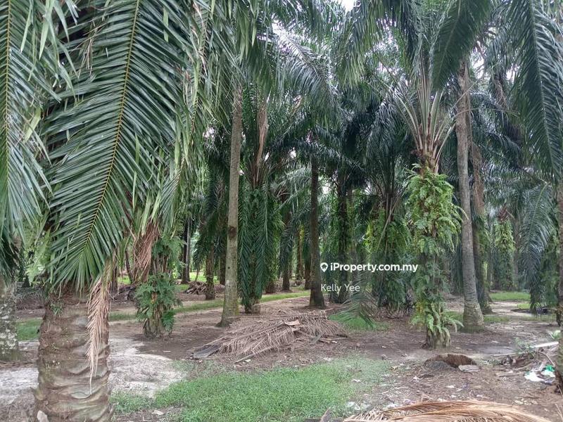 Tanah Pertanian untuk Dijual di Taman Sukun, Bukit Mertajam oleh Kelly Yee - iProperty.com.my