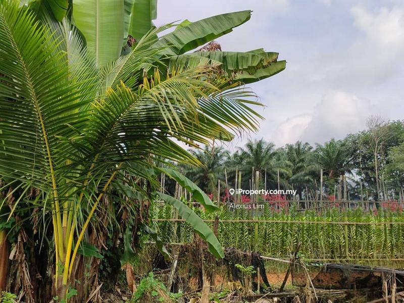 Agricultural Land for Sale in ORKID FARM @ BANFOO ( beside Desaru highway, Kampung Ban foo ) by Alexius Lim - iProperty.com.my
