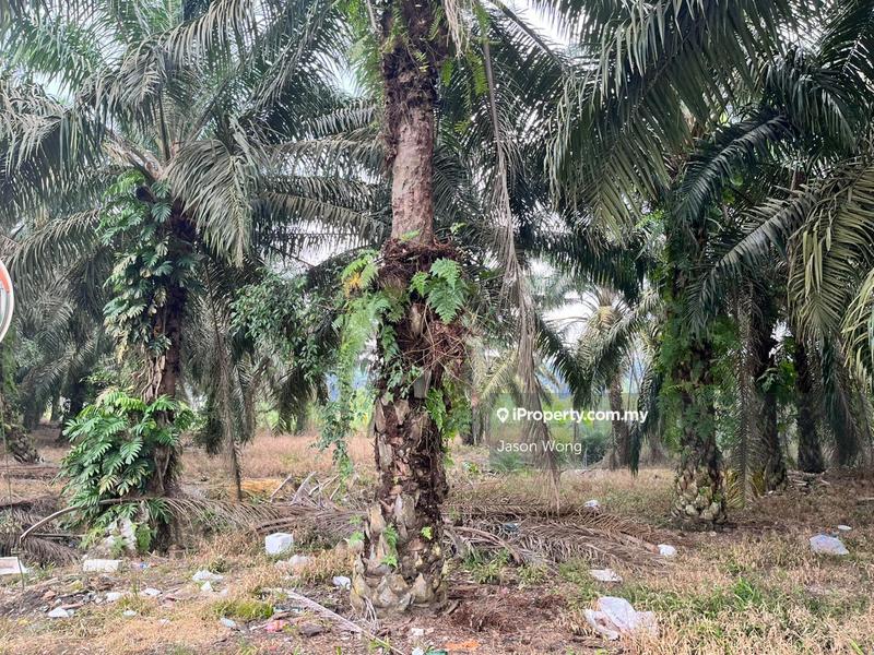 Tanah Pertanian untuk Dijual di Taman Murni, Kluang oleh Jason Wong - iProperty.com.my