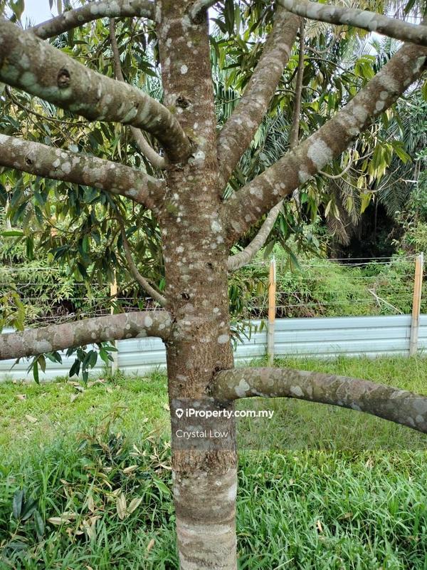 Tanah Pertanian untuk Dijual di Sega, Raub oleh Crystal Low - iProperty.com.my