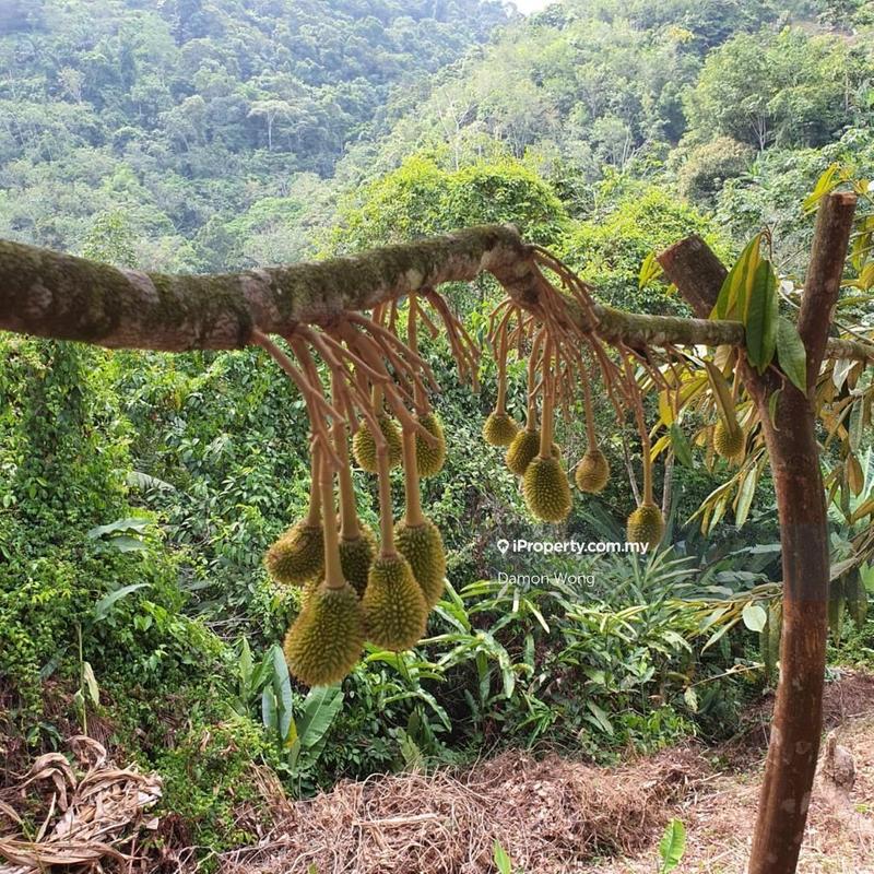 Tanah Pertanian untuk Dijual di Kampung Titi, Titi oleh Damon Wong - iProperty.com.my