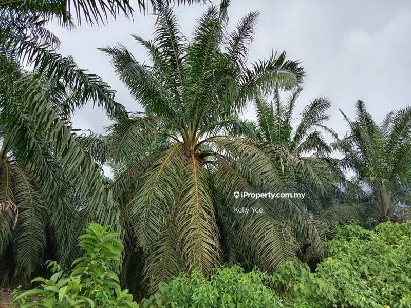 For Sale - Palm Oil Plantation @ Serdang for Sale