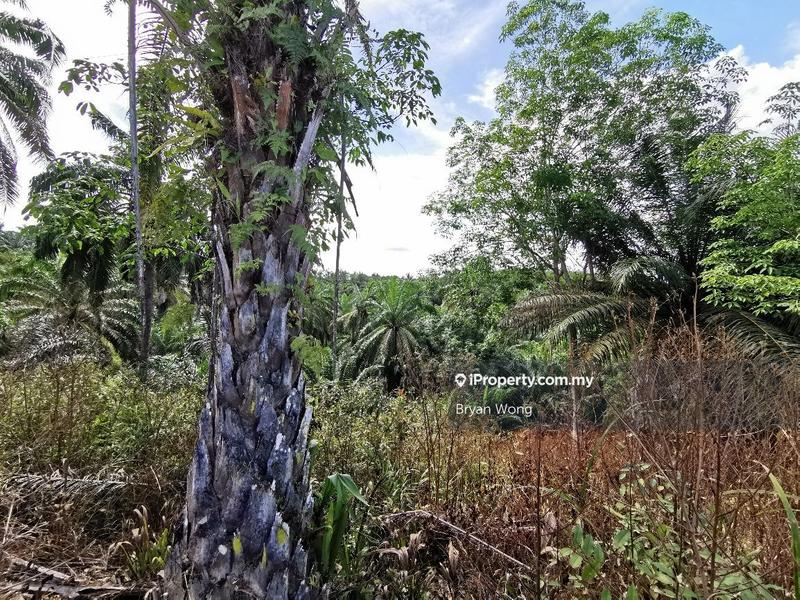 Agricultural Land for Sale in Penjom, Kuala Lipis Agriculture Land, Pahang, Raub by Bryan Wong - iProperty.com.my