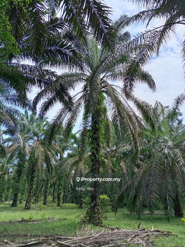 Tanah Pertanian untuk Dijual di Palm Oil Plantation @ Sg. Duri, Sungai Jawi - Sale, Sungai Jawi oleh Kelly Yee - iProperty.com.my
