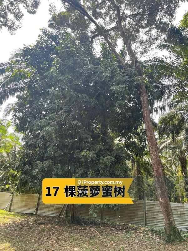 Tanah Pertanian untuk Dijual di Teluk Kerang, Pontian oleh Alexius Lim - iProperty.com.my