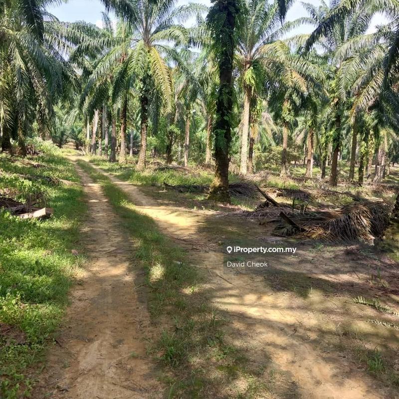 For Sale - Worth Deal // 20 years++ Palm Oil // Jimah, Port Dickson//5.27 Acre