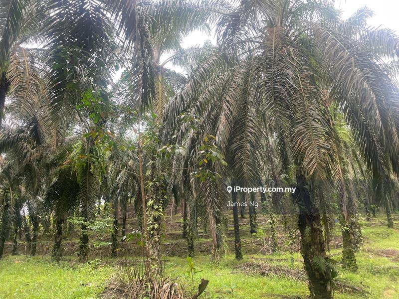 Tanah Pertanian untuk Dijual di KAMPUNG BATU 36, Pelangai oleh James Ng - iProperty.com.my