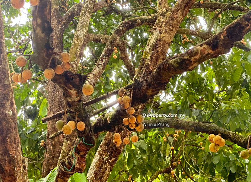 Agricultural Land for Sale in Road Side Bukit Lintang Ayer Molek Jasin, Ayer Molek by Winnie Phang - iProperty.com.my