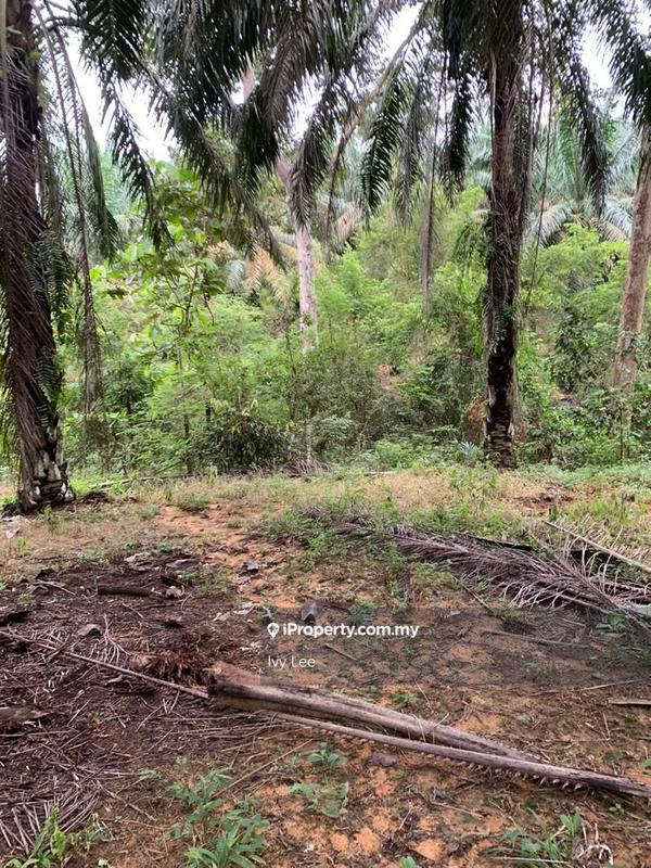 Agricultural Land for Sale in Senai, Johor by Ivy Lee - iProperty.com.my