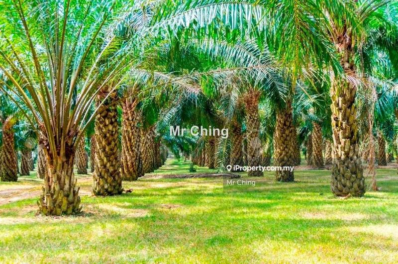Agricultural Land for Sale in Polytechnic Banting, Banting by Mr Ching - iProperty.com.my