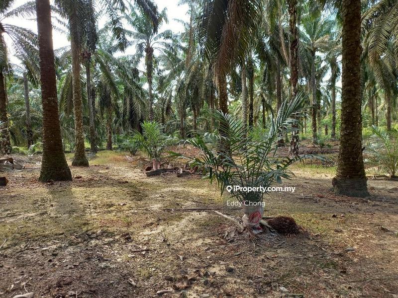 Tanah Pertanian untuk Dijual di Sri Lalang, Kluang oleh Eddy Chong - iProperty.com.my