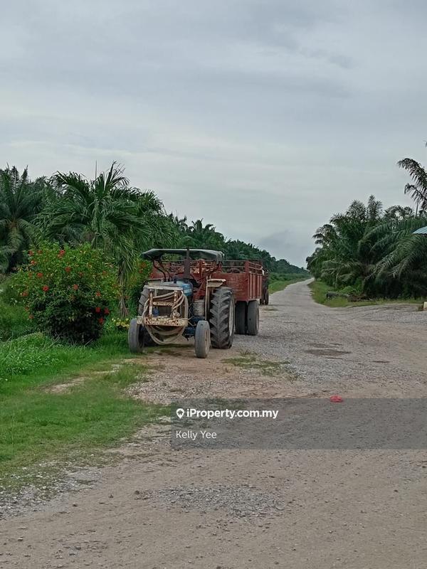 Tanah Pertanian untuk Dijual di Palm Oil Plantation @ Teluk Intan for Sale, Teluk Intan oleh Kelly Yee - iProperty.com.my