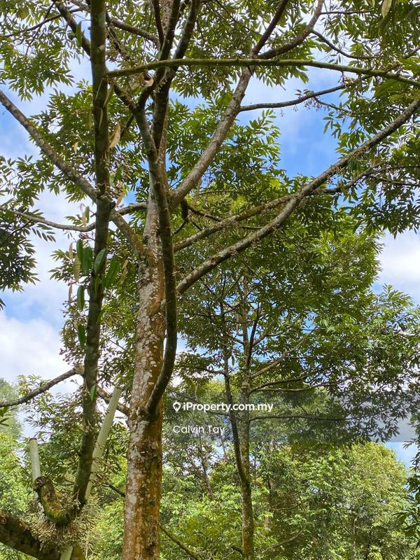 Agricultural Land for Sale in Bekenu, Miri by Calvin Tay - iProperty.com.my