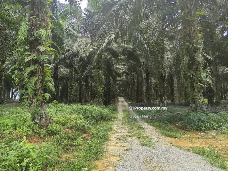 Agricultural Land for Sale in Kota Tinggi, Johor by Gyden Heng - iProperty.com.my